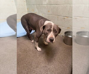 Mutt Dogs for adoption in Stockton, CA, USA
