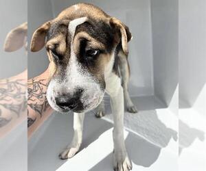 Chinese Shar-Pei-Unknown Mix Dogs for adoption in Houston, TX, USA