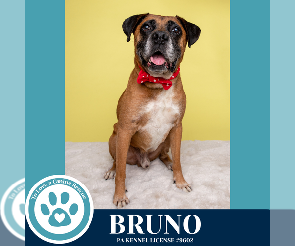 Medium Photo #4 Boxer Puppy For Sale in Kimberton, PA, USA