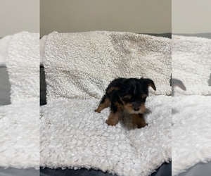 Yorkshire Terrier Puppy for sale in JENNINGS LODGE, OR, USA