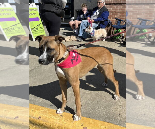 Medium Photo #15 Boxer-Unknown Mix Puppy For Sale in Mooresville, NC, USA