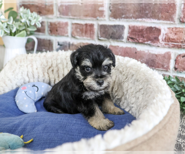 Medium Photo #3 Schnauzer (Miniature) Puppy For Sale in SYRACUSE, IN, USA