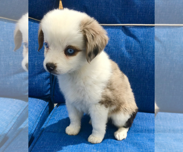 Medium Photo #1 Miniature Australian Shepherd Puppy For Sale in LUCERNE VALLEY, CA, USA
