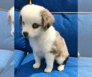 Miniature Australian Shepherd Puppy for sale in LUCERNE VALLEY, CA, USA