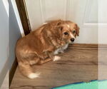 Small #3 Cavalier King Charles Spaniel Mix