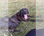 Puppy Pippa Cane Corso