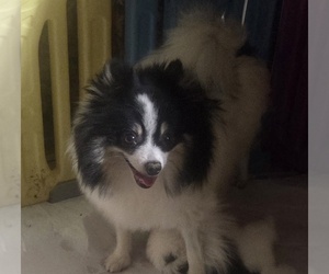 Mother of the Pomeranian puppies born on 03/04/2026