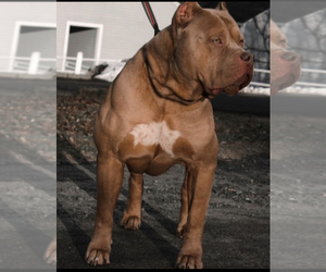 Father of the American Bully puppies born on 09/05/2023