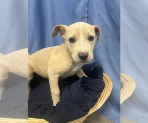 Staffordshire Bull Terrier-Unknown Mix Dogs for adoption in Rosenberg, TX, USA