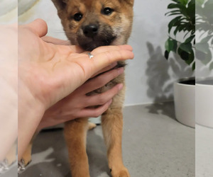 Shiba Inu Puppy for sale in EASTVALE, CA, USA