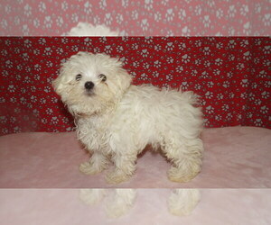 Maltese Puppy for sale in PATERSON, NJ, USA