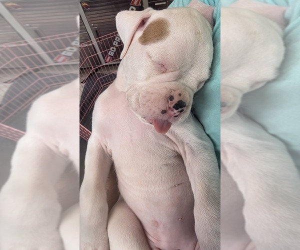 Medium Photo #8 Boxer Puppy For Sale in BROOKSVILLE, FL, USA