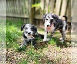 Small #8 Border-Aussie