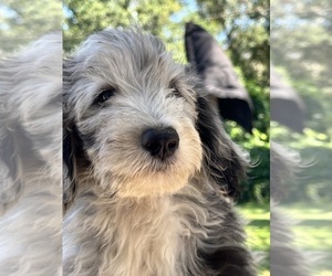 Aussiedoodle Puppy for sale in LAKELAND, FL, USA