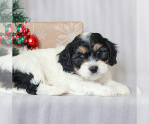 Cavachon Puppy for sale in GAP, PA, USA