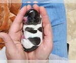 Small #9 Chihuahua
