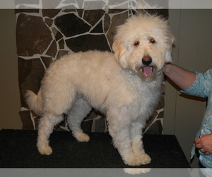Goldendoodle Puppy for sale in Kingston, Ontario, Canada