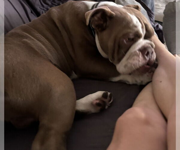 Medium Photo #8 Bulldog Puppy For Sale in Valrico, FL, USA