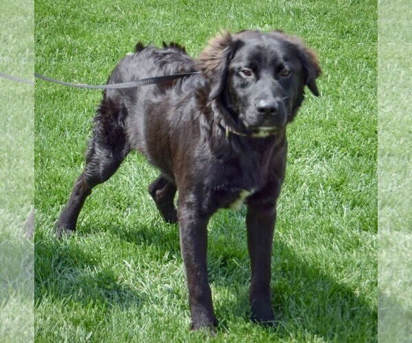 Medium Photo #4 Mutt Puppy For Sale in Huntley, IL, USA