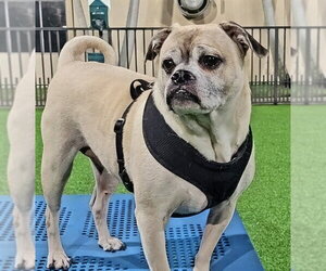 Puggle Dogs for adoption in Oakland Park, FL, USA