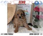 Small #11 Poodle (Miniature)