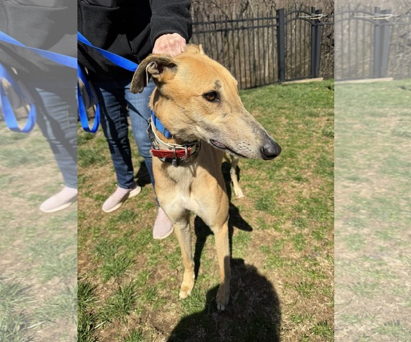 Medium Photo #3 Greyhound Puppy For Sale in Cherry Hill, NJ, USA