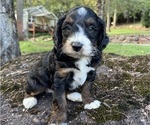 Puppy Calvin Miniature Bernedoodle