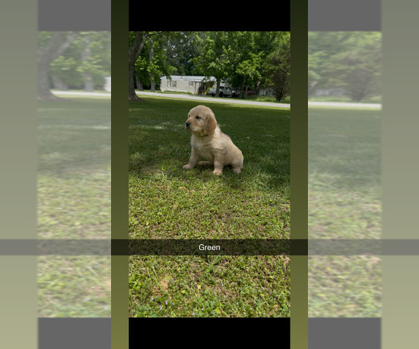 Medium Photo #2 Golden Retriever Puppy For Sale in FAYETTEVILLE, TN, USA