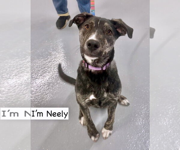 Medium Photo #2 Borador Puppy For Sale in Gilberts, IL, USA