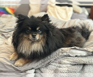 Pomeranian Dogs for adoption in Fenton, MO, USA