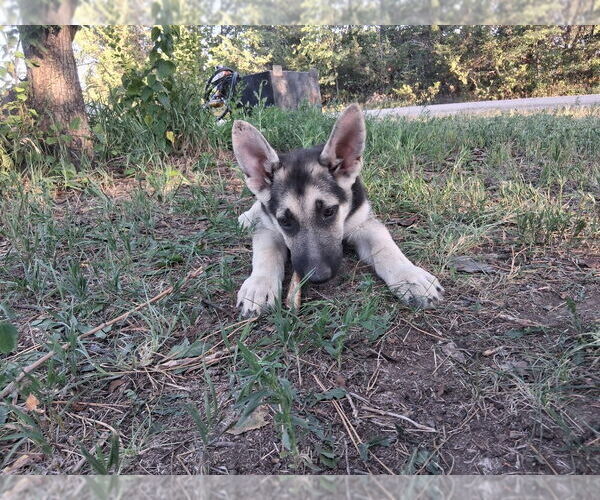 Medium Photo #4 German Shepherd Dog Puppy For Sale in KANORADO, KS, USA