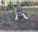 Small #3 German Shepherd Dog