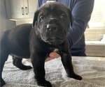 Small #50 Cane Corso