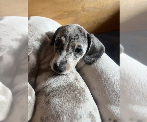 Medium Photo #117 Dachshund Puppy For Sale in LAKEBAY, WA, USA
