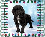 Small Photo #34 Bernedoodle Puppy For Sale in BLACK FOREST, CO, USA