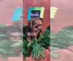 Small Photo #23 Yorkshire Terrier Puppy For Sale in AKRON, OH, USA