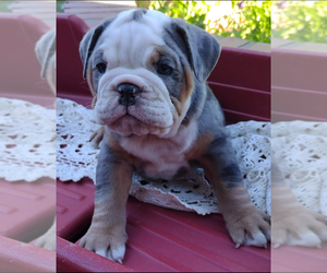 Olde English Bulldogge Puppy for Sale in MODESTO, California USA