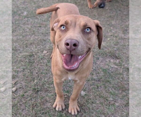 Medium Photo #2 Rhodesian Ridgeback-Unknown Mix Puppy For Sale in Canton, CT, USA