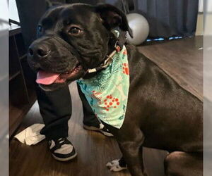 Mutt Dogs for adoption in Alameda, CA, USA