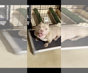 Mother of the American Bully puppies born on 10/31/2022