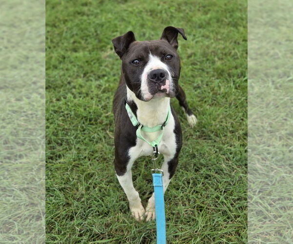 Medium Photo #3 American Pit Bull Terrier-Unknown Mix Puppy For Sale in Millersville, MD, USA