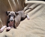 Small Photo #5 Italian Greyhound Puppy For Sale in NEWTOWN SQUARE, PA, USA