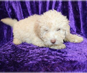 Goldendoodle (Miniature) Puppy for sale in BLOOMINGTON, IN, USA