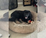 Small #2 Mutt