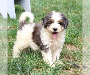 Bernedoodle (Miniature) Puppy for sale in NEW HOLLAND, PA, USA