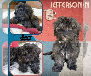 Poodle (Miniature)-Unknown Mix Dogs for adoption in Lindsay, CA, USA