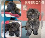 Small Poodle (Miniature) Mix