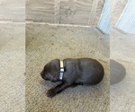 Puppy Puppy 8 Labrador Retriever