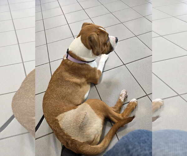 Medium Photo #16 Treeing Walker Coonhound-Unknown Mix Puppy For Sale in Princeton, MN, USA