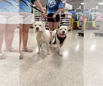 Small #4 American Pit Bull Terrier-American Staffordshire Terrier Mix